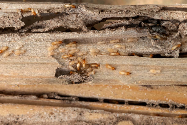 Professional Pest Control in Monona, IA